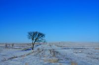 Prairie in the winter