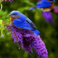 Bluebird and flowers
