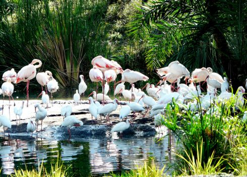 Beautiful flamingos at Animal Kingdom