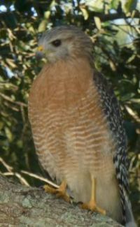 Hawk