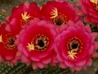 Beauty of cactus - Easter lilly cactus