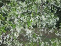 fringe tree