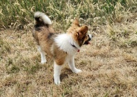 3. Spunky, 4 months old