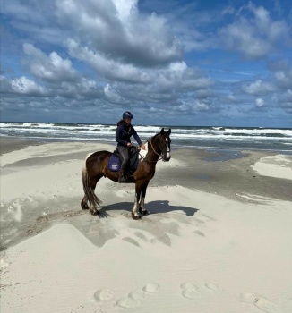 Solve Paard Aan Zee Jigsaw Puzzle Online With 110 Pieces