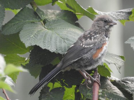 Young Spotted Towhee
