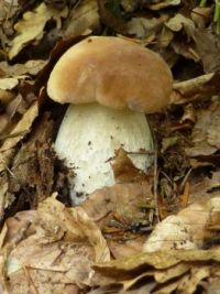 mushrooms_Boletus reticulatus