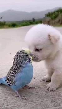 Budgie and Puppy