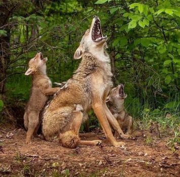 The family that howls together ...