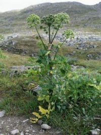 Theme Mountains......... Angelica in Lapland Sweeden