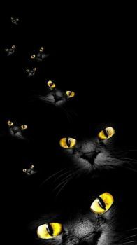 Bunch of cats