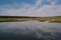 Yellowstone N.P.