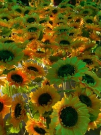 Sunflowers in green light