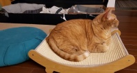 Papaya on scratcher bed 2025/01  1 of 4