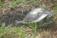 Turtle covering her eggs