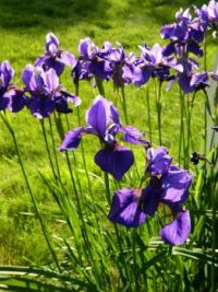 Siberian Iris Flock