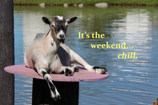 Goats know how to relax