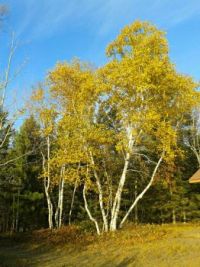 Birch at Dumbbell Lake, Northeastern Minnesota