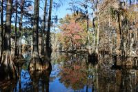 Fall on Bayou DeSiard