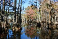 Fall on Bayou DeSiard