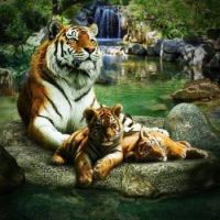 Tiger Mama and Tiger baby