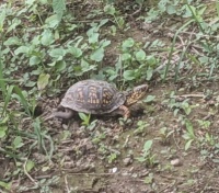 Turtles DO sprint