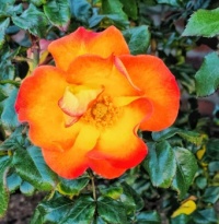 Simple Rose Blossom