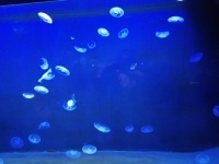 Jellyfish dancing
