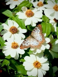 WHITE PEACOCK BUTTERFLY ON FLOWERS