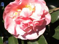 light pink camellia