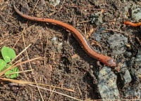 My First Salamander in a Good Long Time