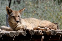 Coyote, Living Desert Zoo, Palm Desert, California