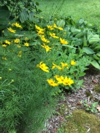 Cheerful Coreopsis