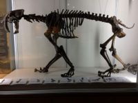 Saber-Toothed Cat, University of OR Native American Museum