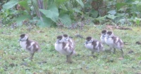 Egyptian goslings