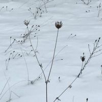 wild weeds in winter