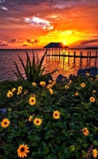Sunset and beach flowers