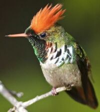 Dot-Eared Coquette Hummingbird