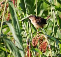Marsh Wren