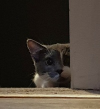 Inquisitive Cat
