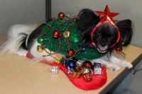 Samson Christmas Tree