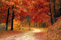 road-autumn