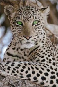 Green Eyes