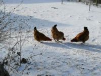 vinter høns i haven