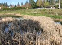 City owned wetland #2