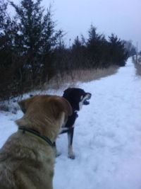 Snowy trail