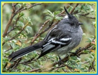 Ash-breasted tit-tyrant