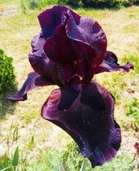 Iris