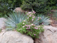 BOULDERS AND SUCCULENTS 2