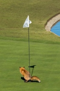 Does this count as a hole-in-one?