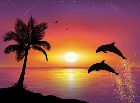 Dolphins in the tropics